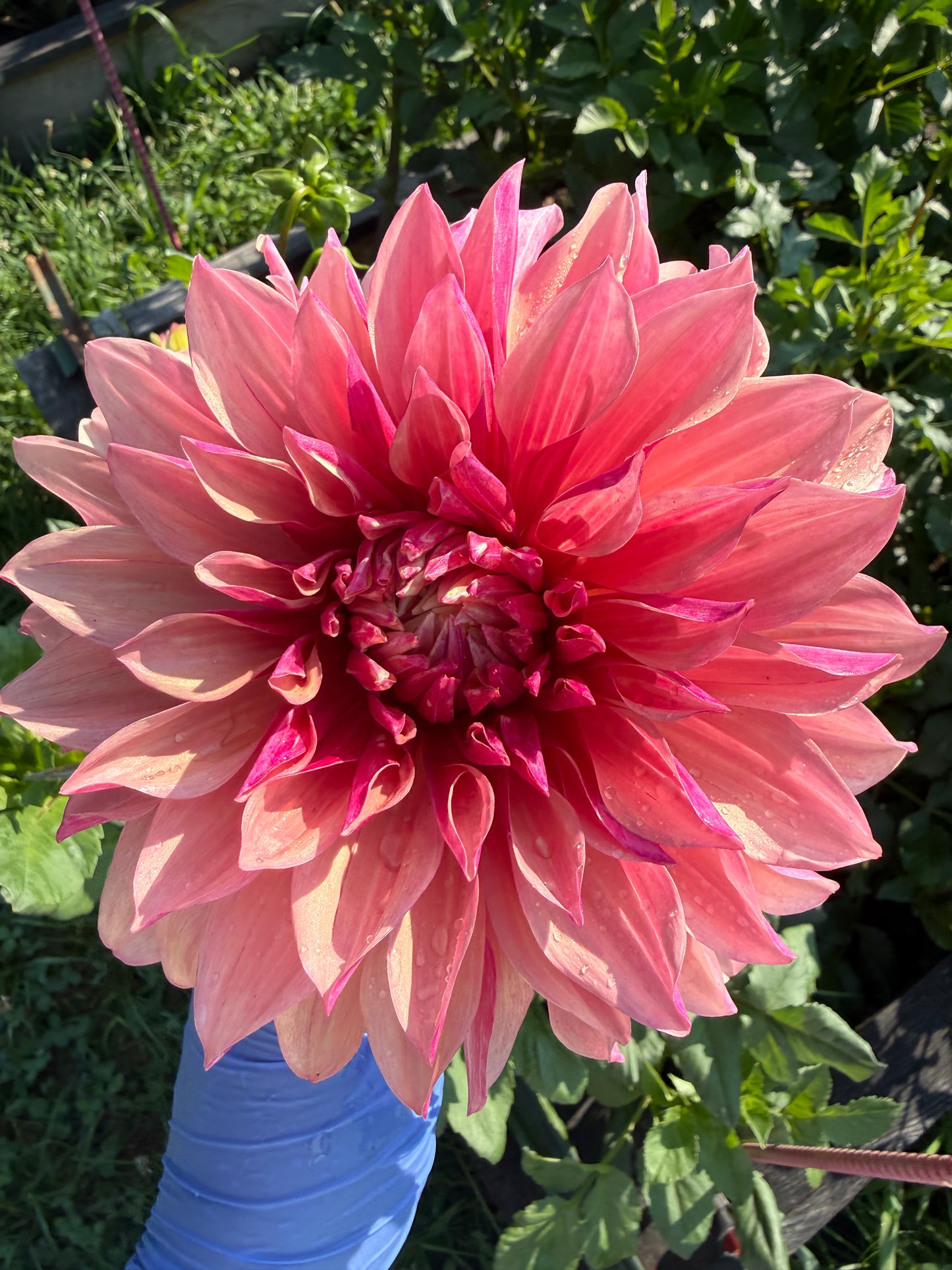 Everbloom Rose Dahlia Tuber