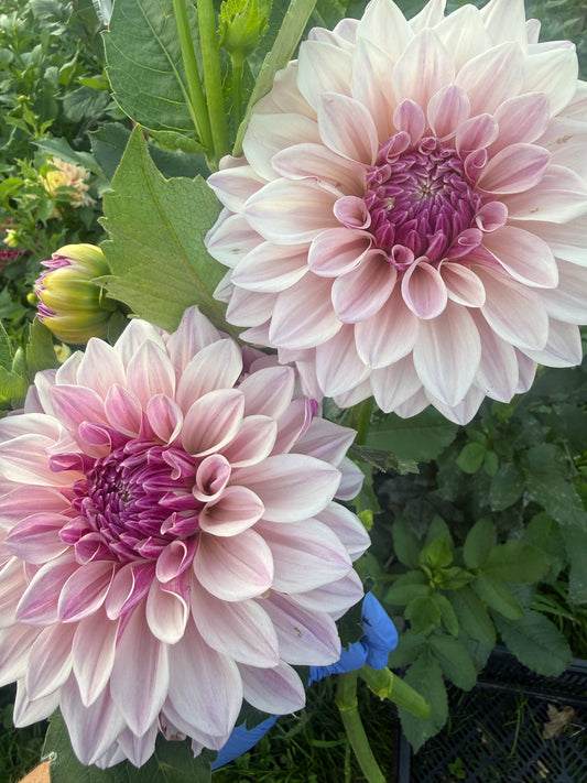 Florelie Antique Dahlia Tuber