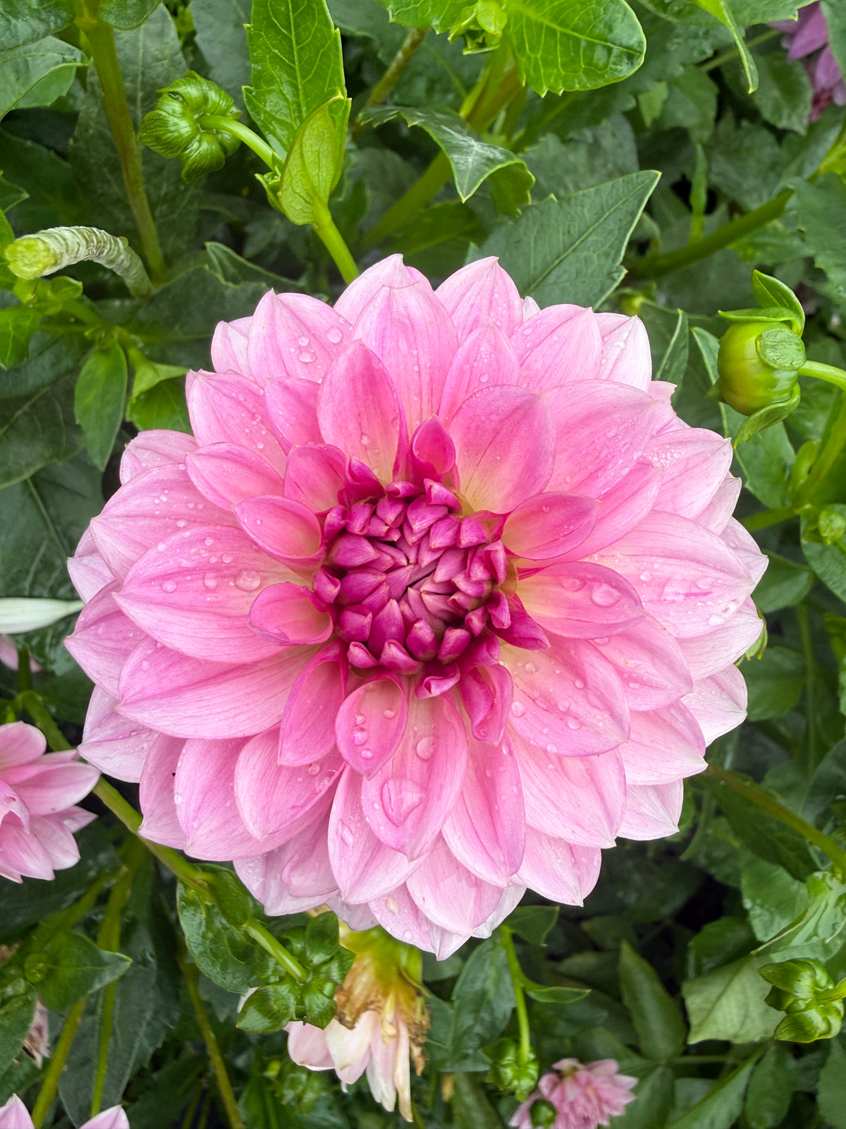 Lee's Sparkleberry Dahlia Tuber