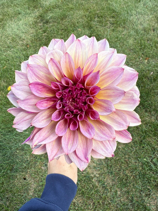 Cafe Mauve Dahlia Tuber