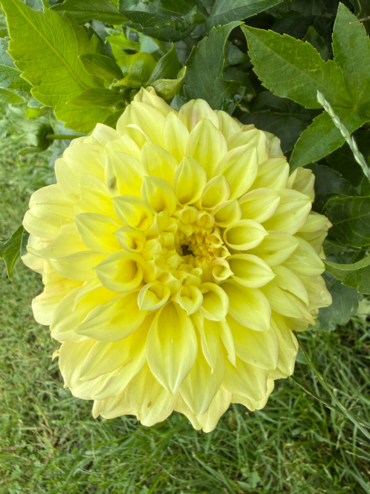 Bracken Glenda Dahlia Tuber