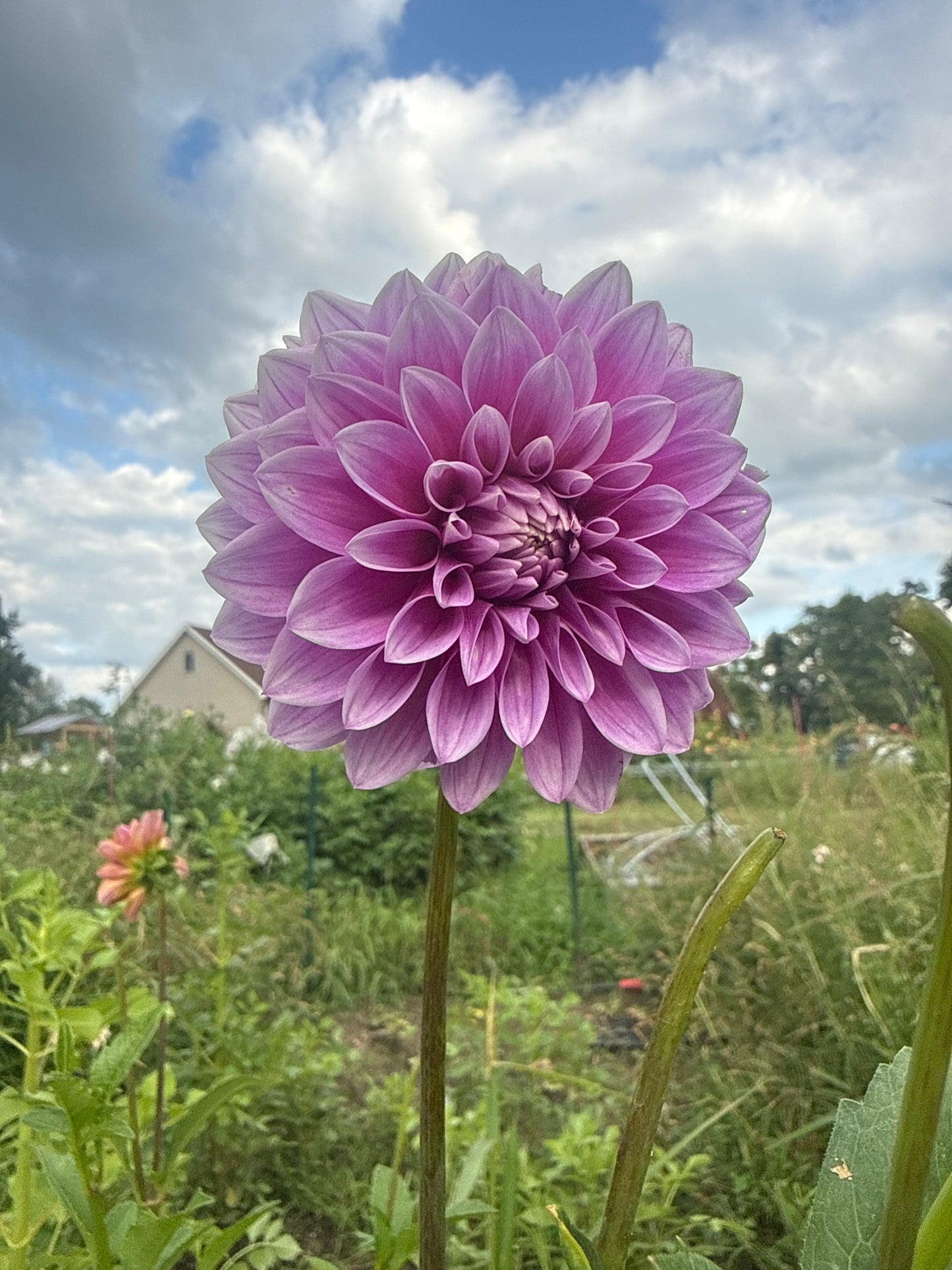 Florelie Jeanette Dahlia Tuber