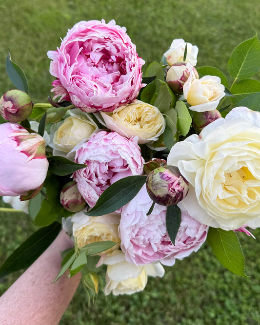 Sara Bernhardt Peony Root