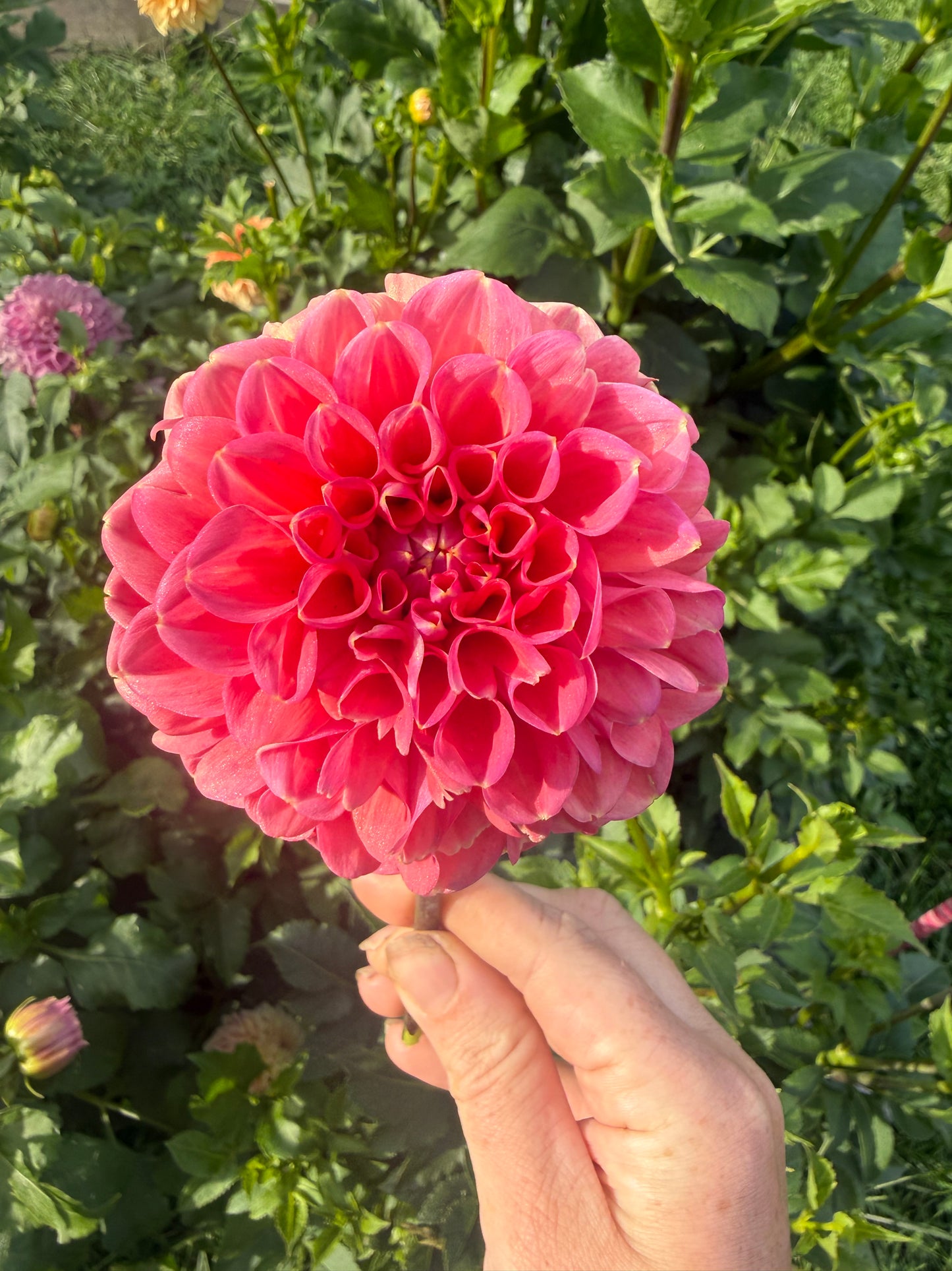 Florelie Quince Dahlia Tuber