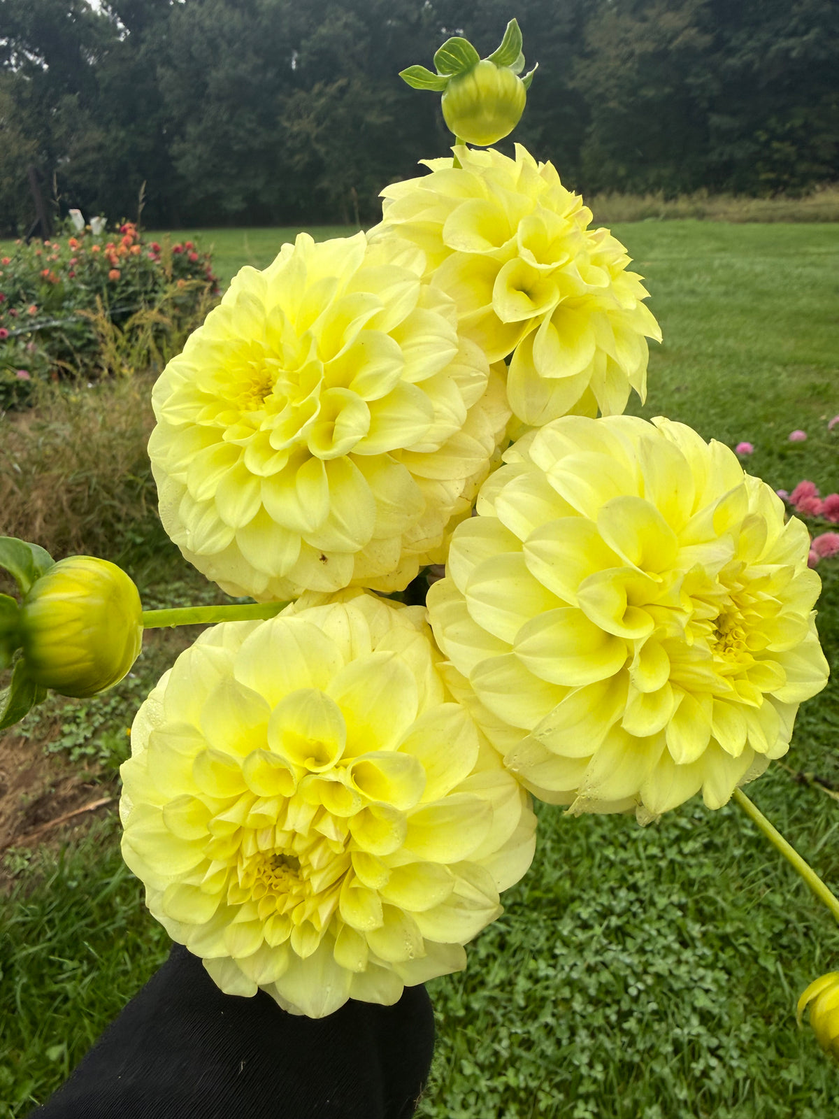 Coorabell Heather Dahlia Tuber