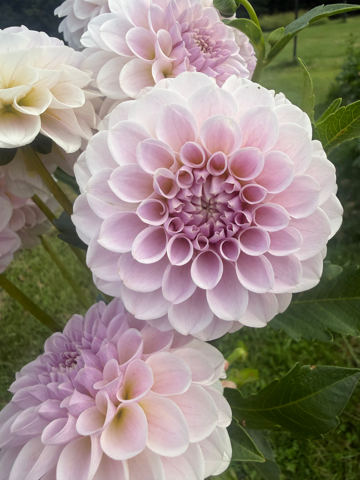 RM Hannah Joe Dahlia Tuber