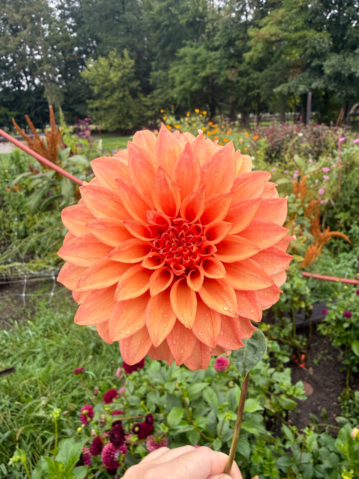 Bloomquist Pleasing Dahlia Tuber