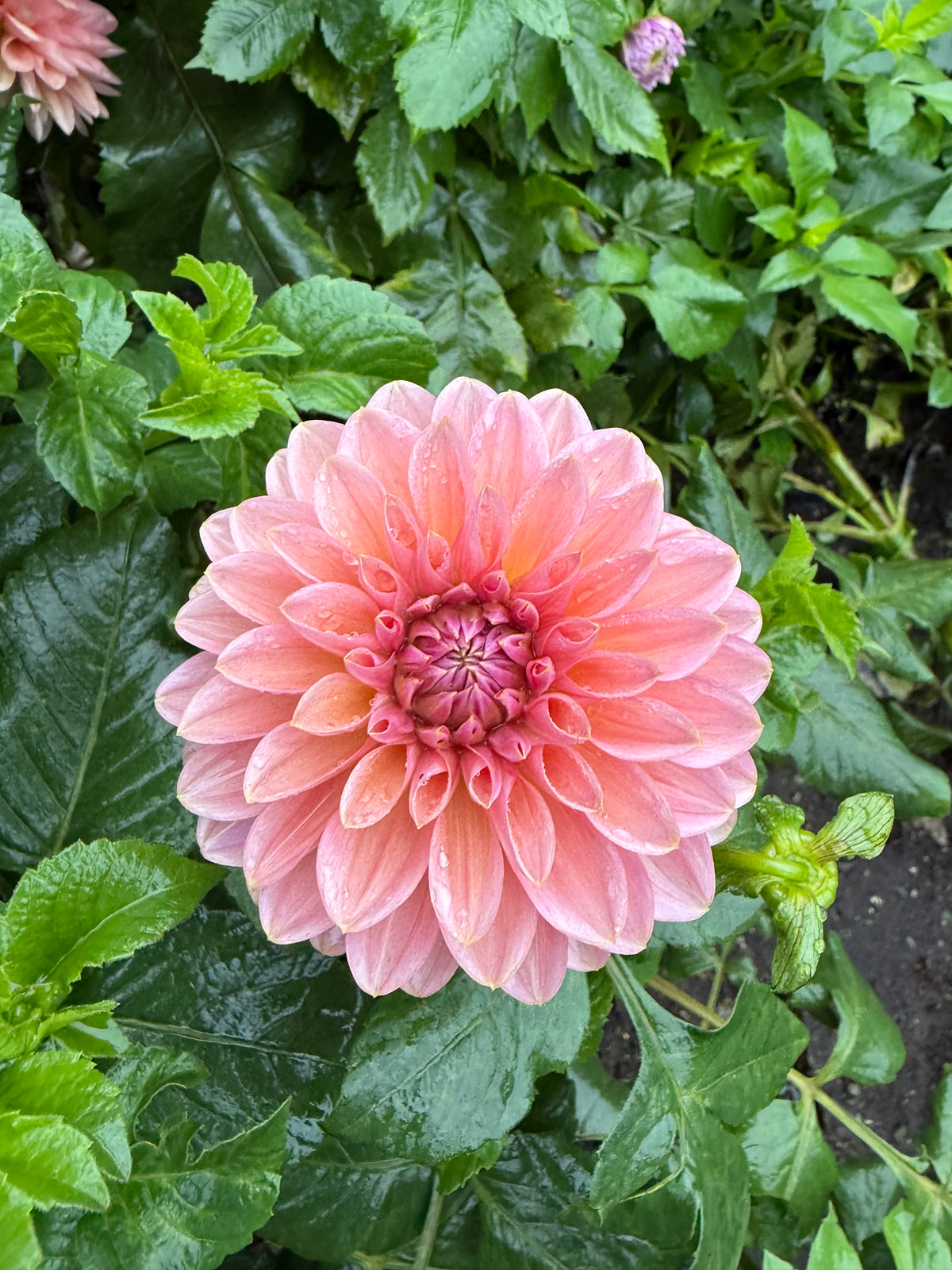 Roza Pantera Dahlia Tuber