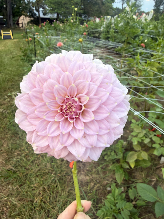 Araluen Leatrice Dahlia Tuber