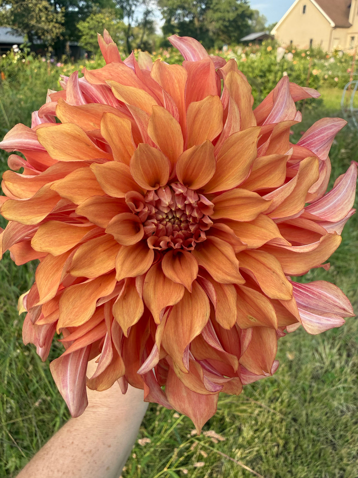 Lakeview Storm Dahlia Tuber