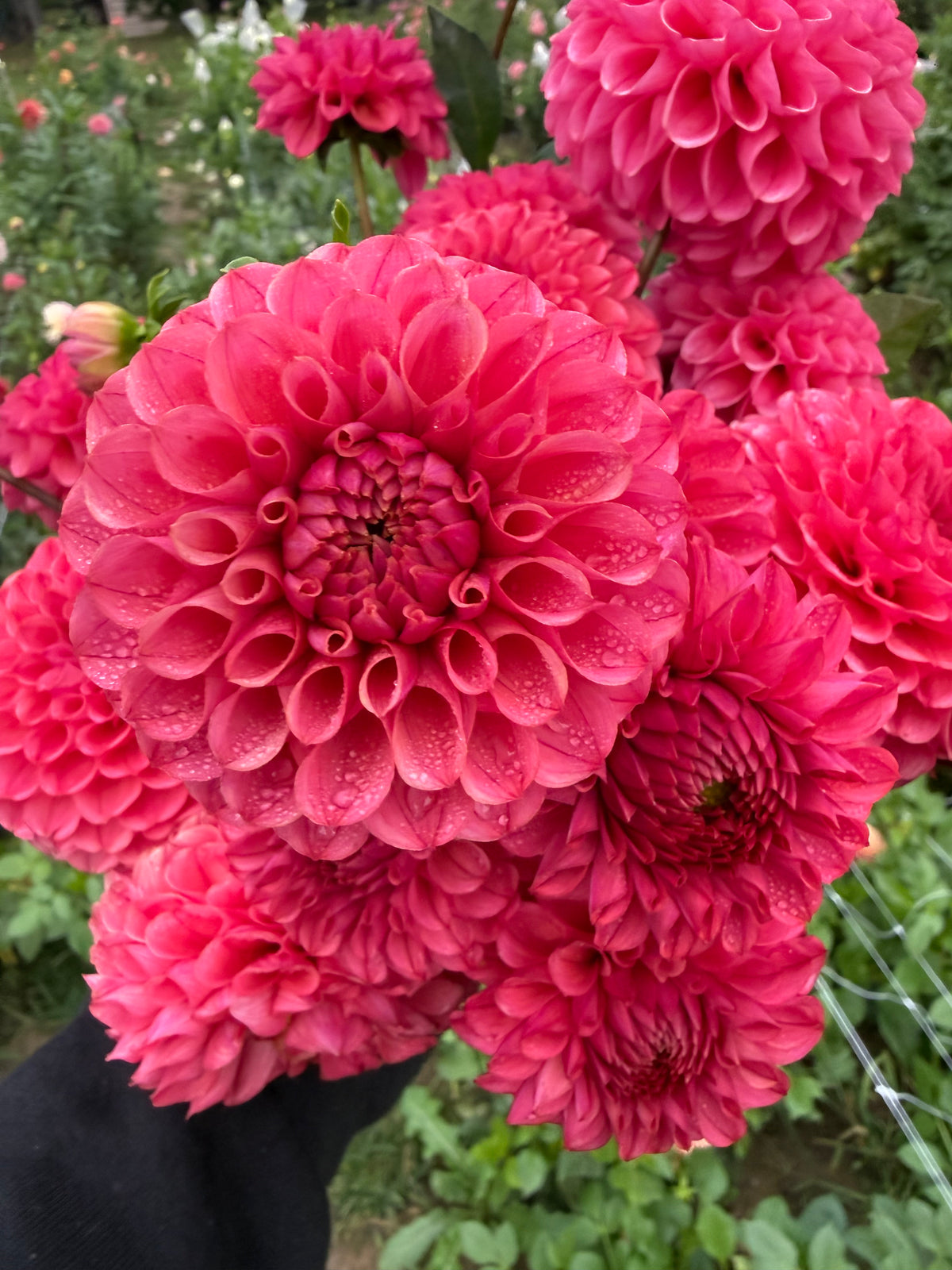 Levi's Kaleidoscope Dahlia Tuber