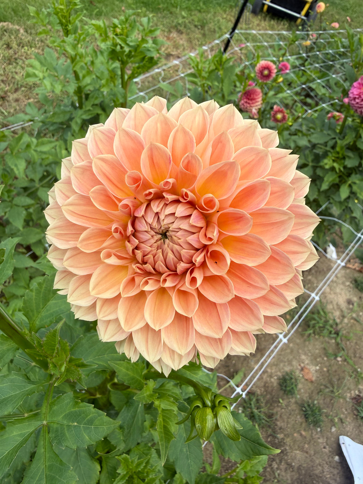 Lakeview Lady Dahlia Tuber