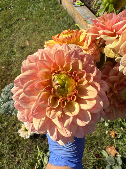 Bell's Palermo Dahlia Tuber