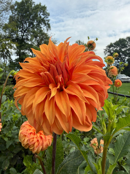 Bloomquist Jean Dahlia Tuber