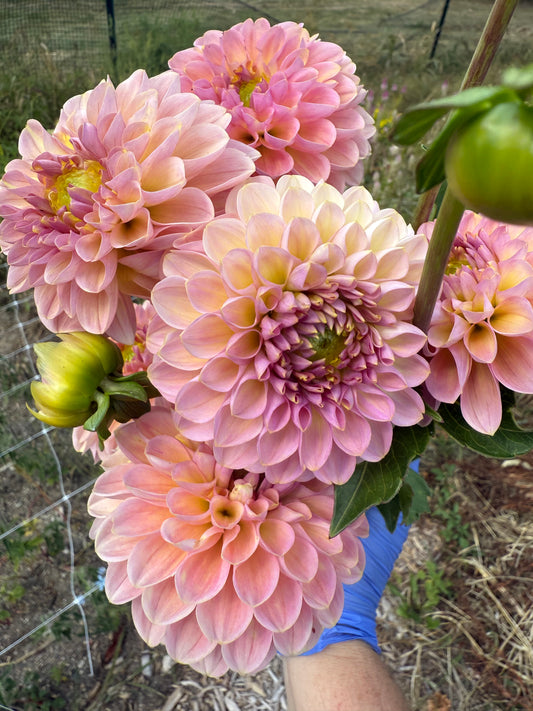 Hamari Rose Dahlia Tuber