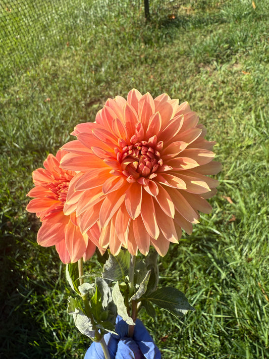 Clearview Pataha Dahlia Tuber