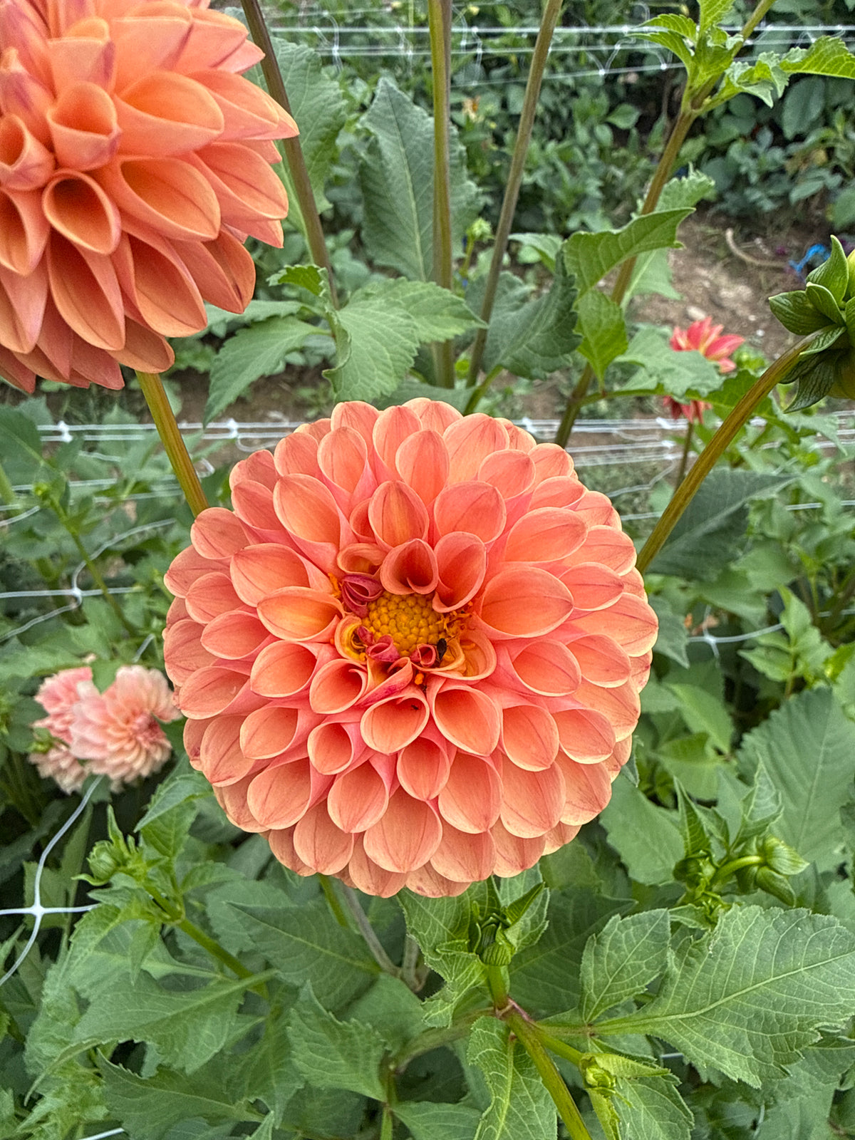 Levi's Fiery Plum Dahlia Tuber