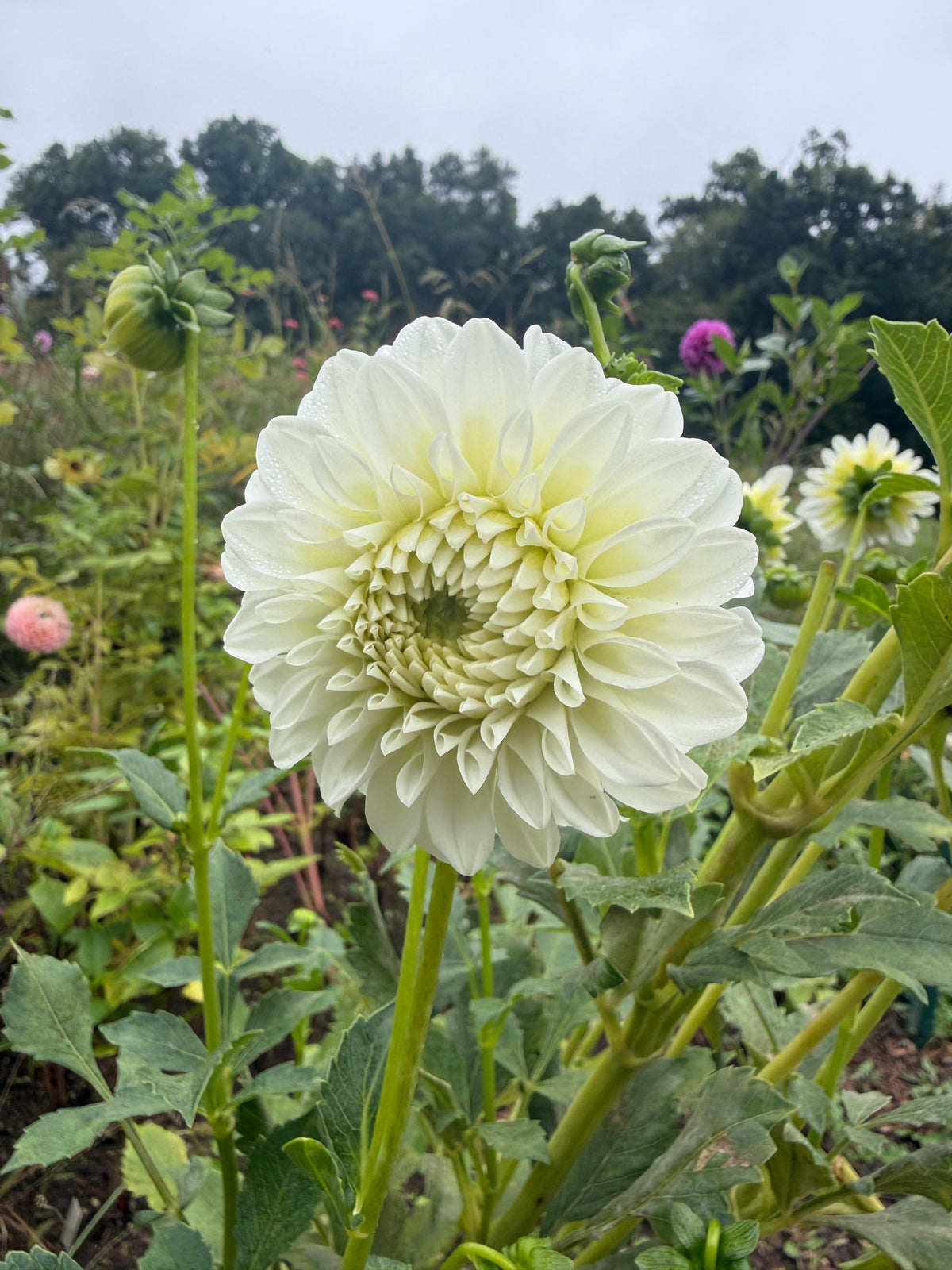 Coorabell Noel Dahlia Tuber