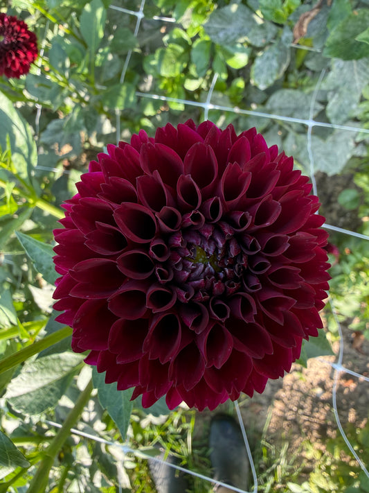 Jowey Mirella Dahlia Tuber