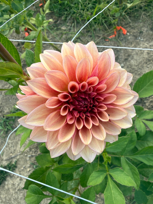 RM Rose Gold Dahlia Tuber