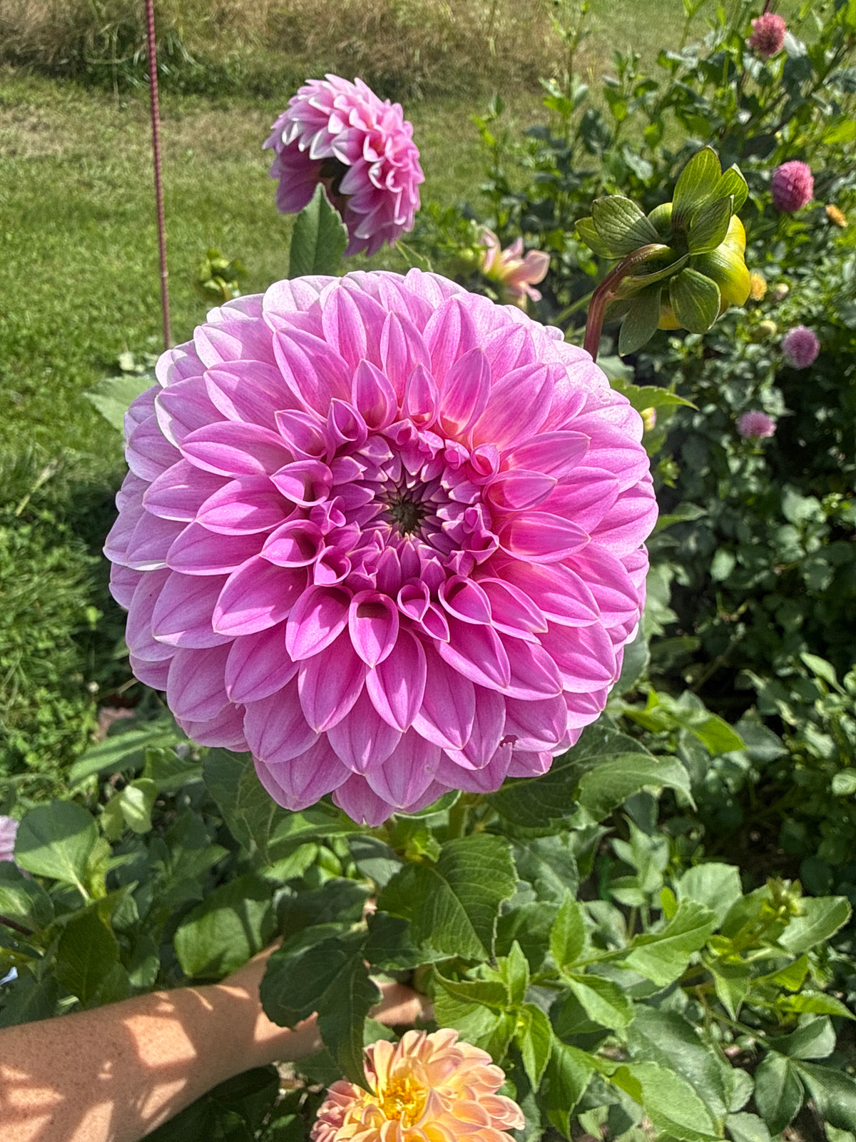 Kenora Tonya Dahlia Tuber