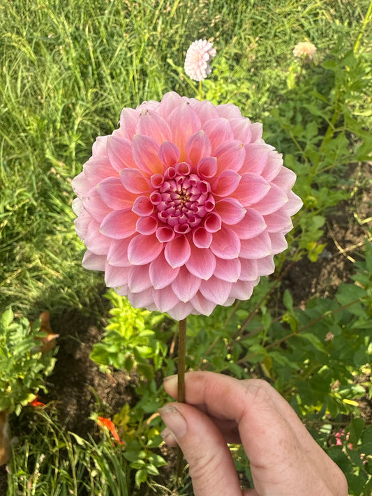 Hillier Tanunda Dahlia Tuber