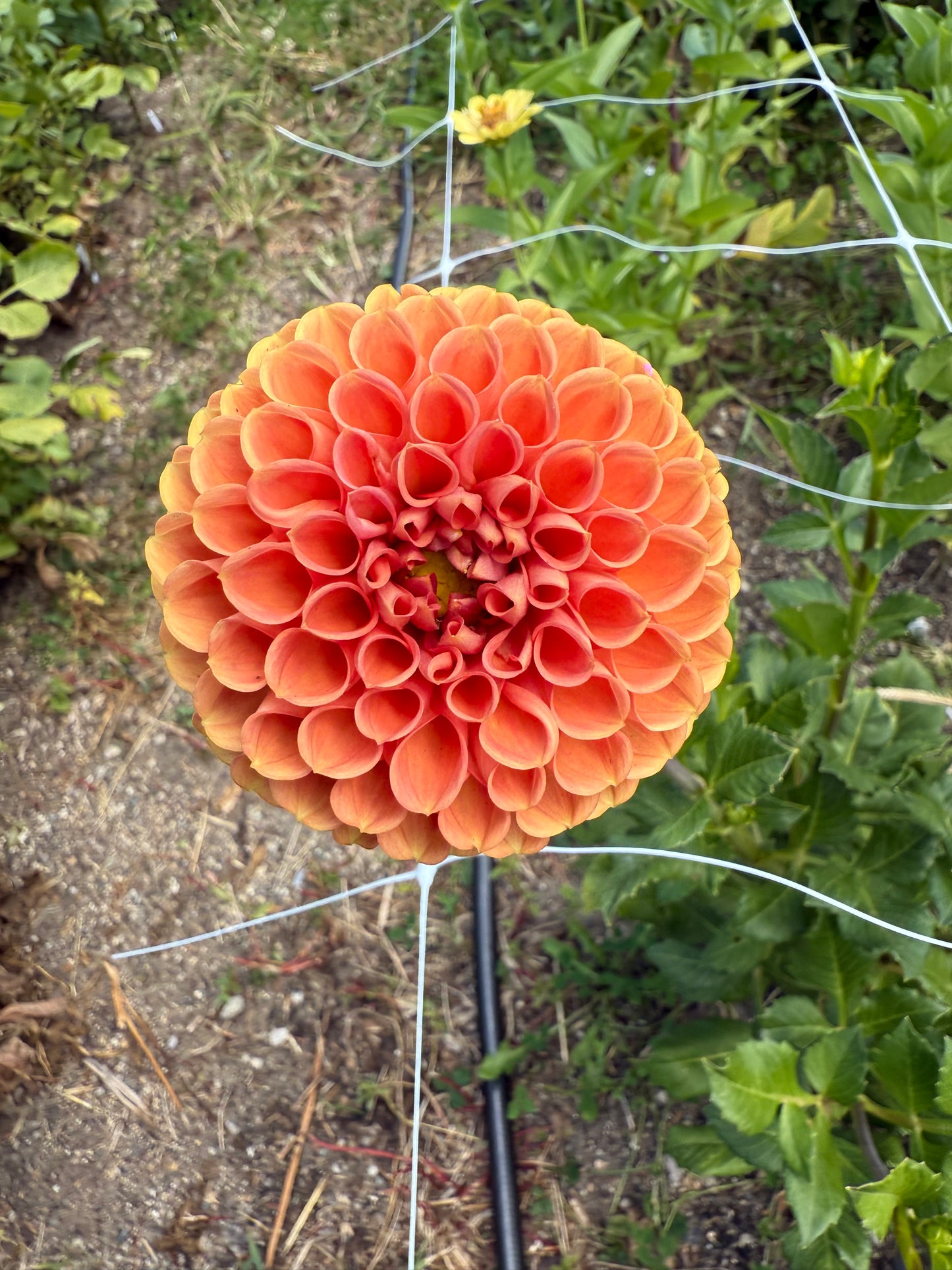 Cornel Bronze Dahlia Tuber