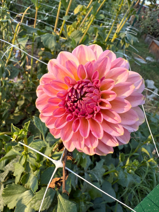 Cupcake Dahlia Tuber