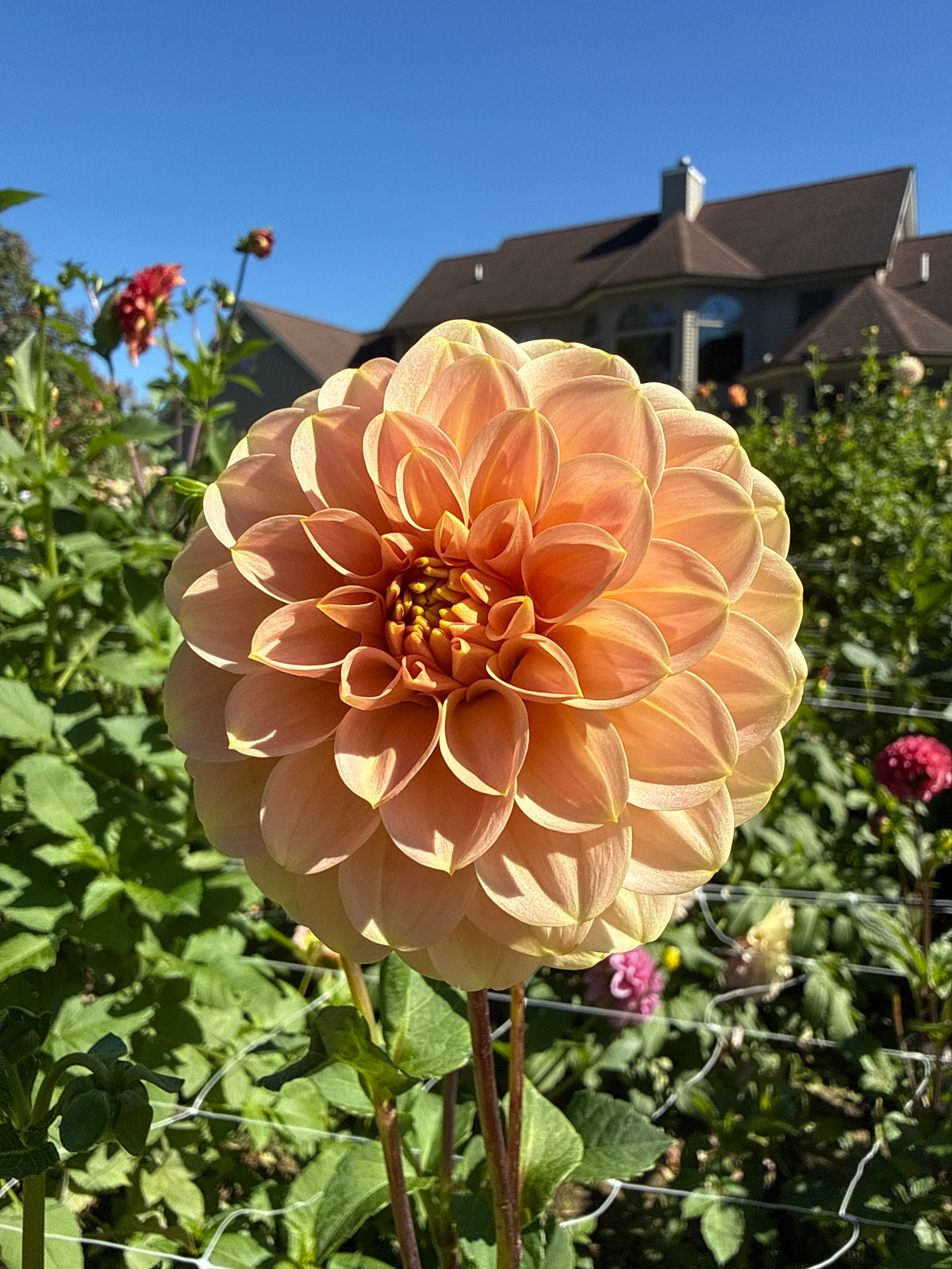 Levi's Cantaloupe Dahlia Tuber