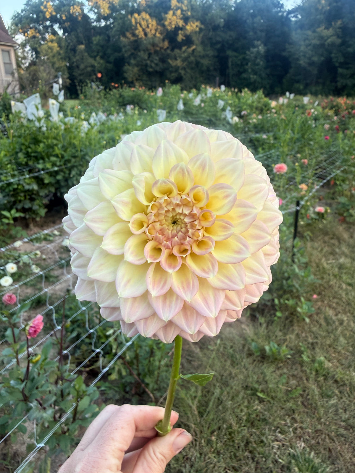 Coorabell Astrid Dahlia Tuber