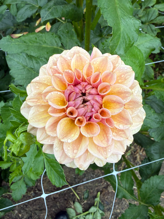 Blah Blah Blah Dahlia Tuber