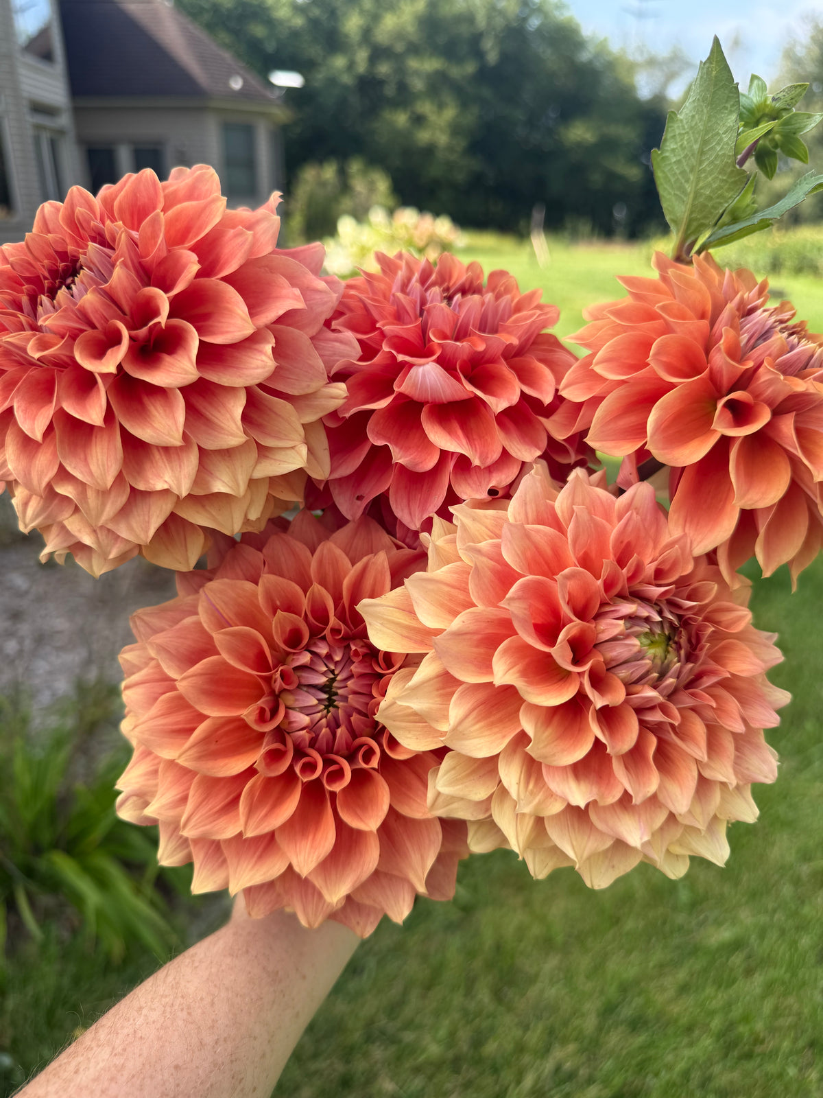 Hy Patti Dahlia Tuber