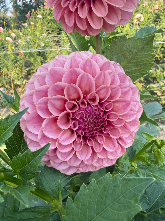 RM Mauvelous Dahlia Tuber