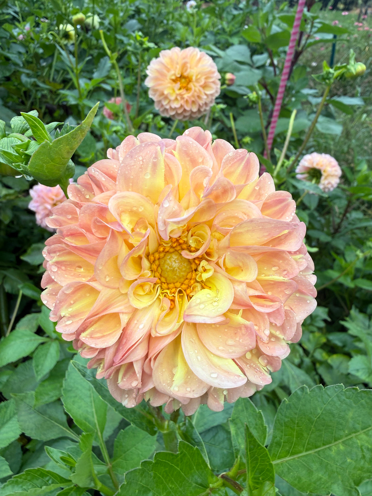 No ID Peach Dahlia Tuber