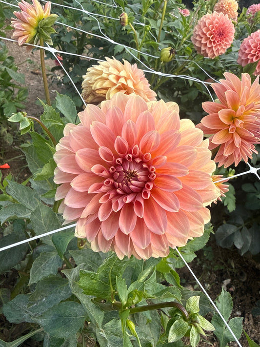 Clearview Pataha Dahlia Tuber