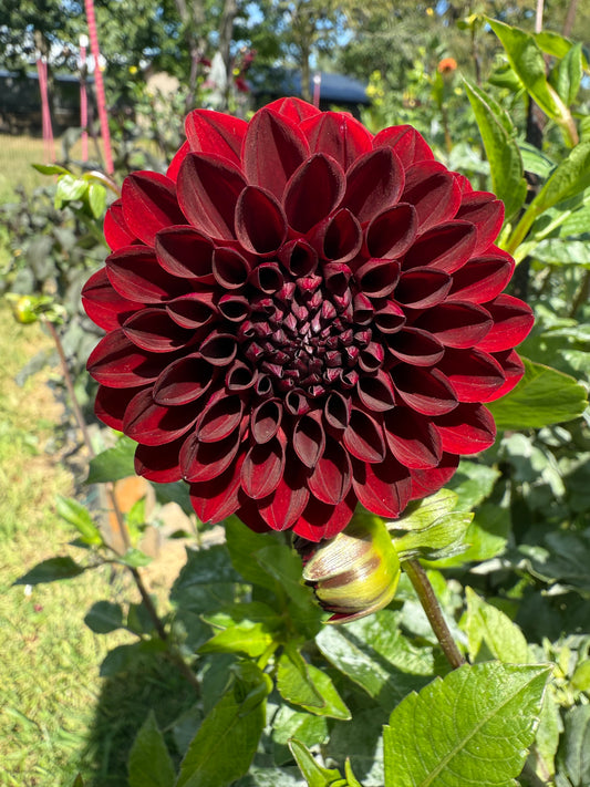 River's Dark Chocolate Dahlia Tuber