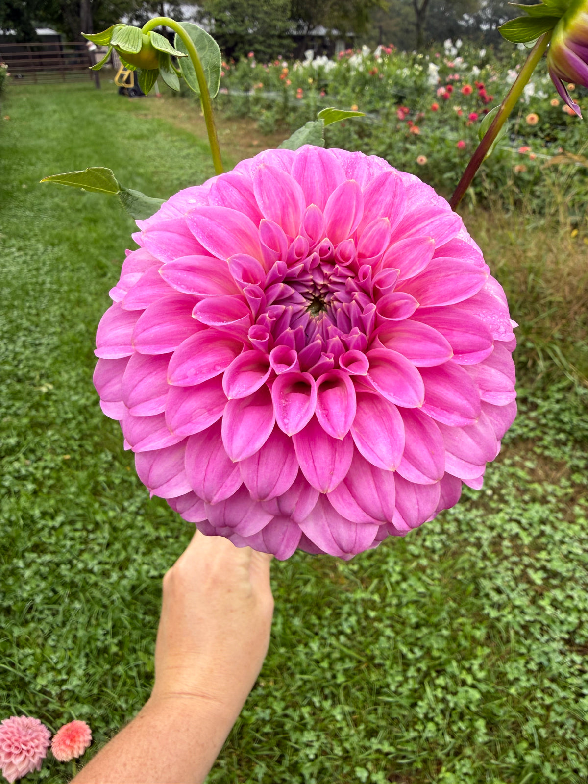 Kenora Tonya Dahlia Tuber