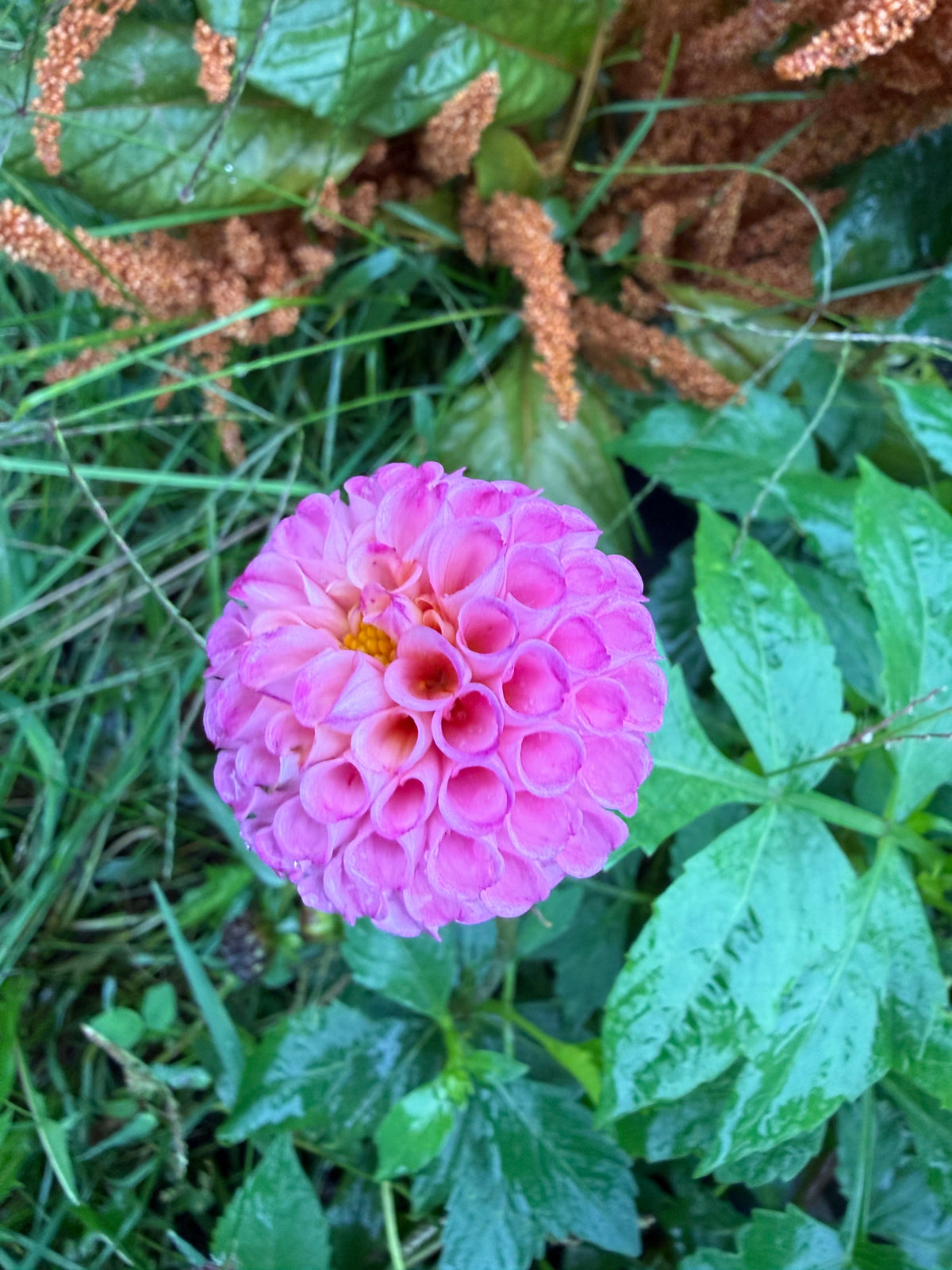 Lismore Peggy Dahlia Tuber