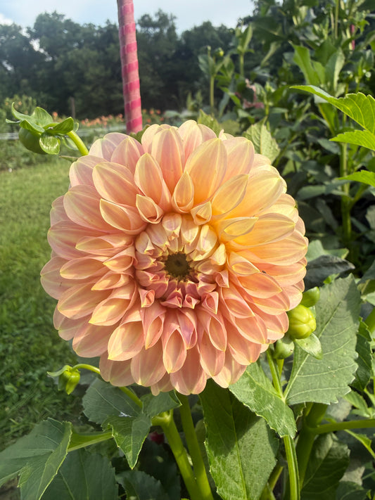 Coorabell Jessie Dahlia Tuber