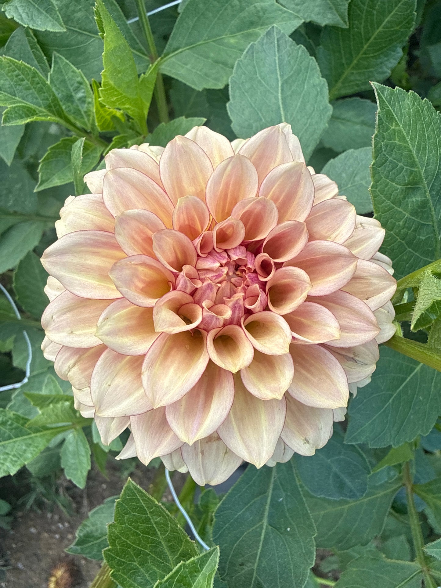 KA's® Creme Brulee Dahlia Tuber