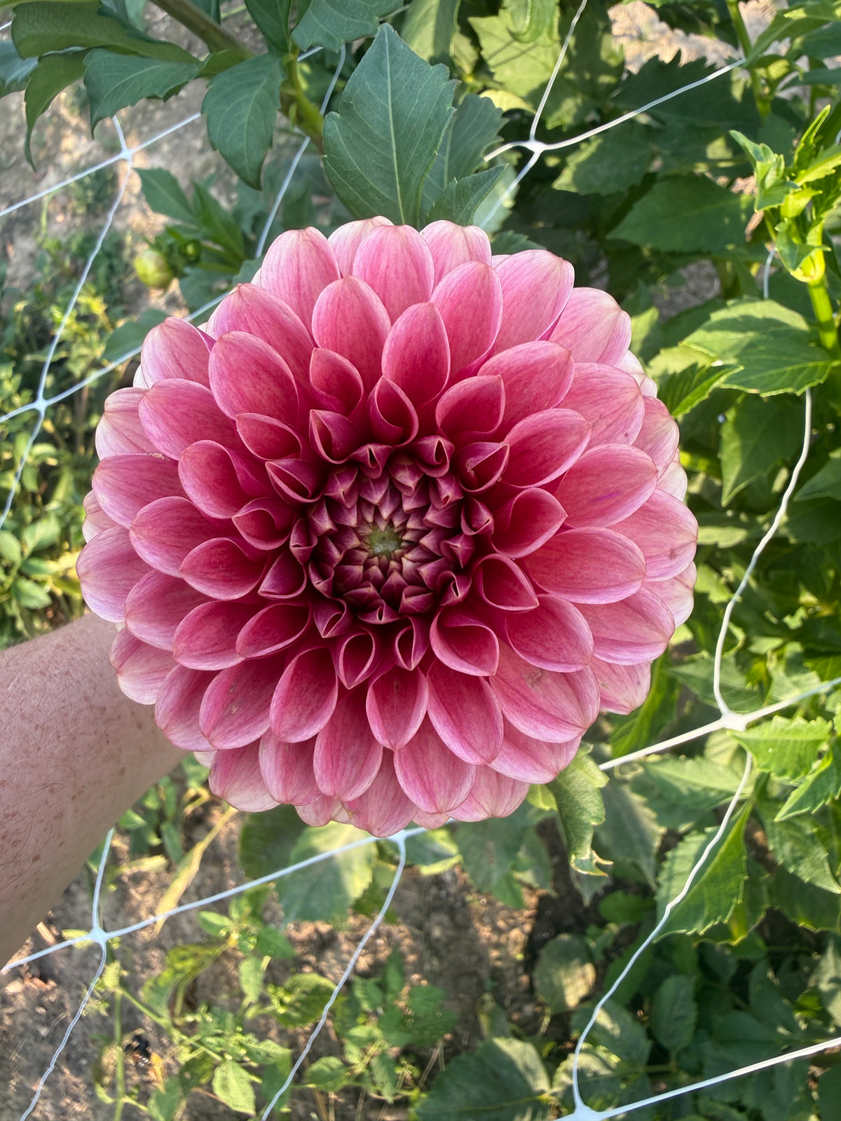 Levi's Blood Moon Dahlia Tuber