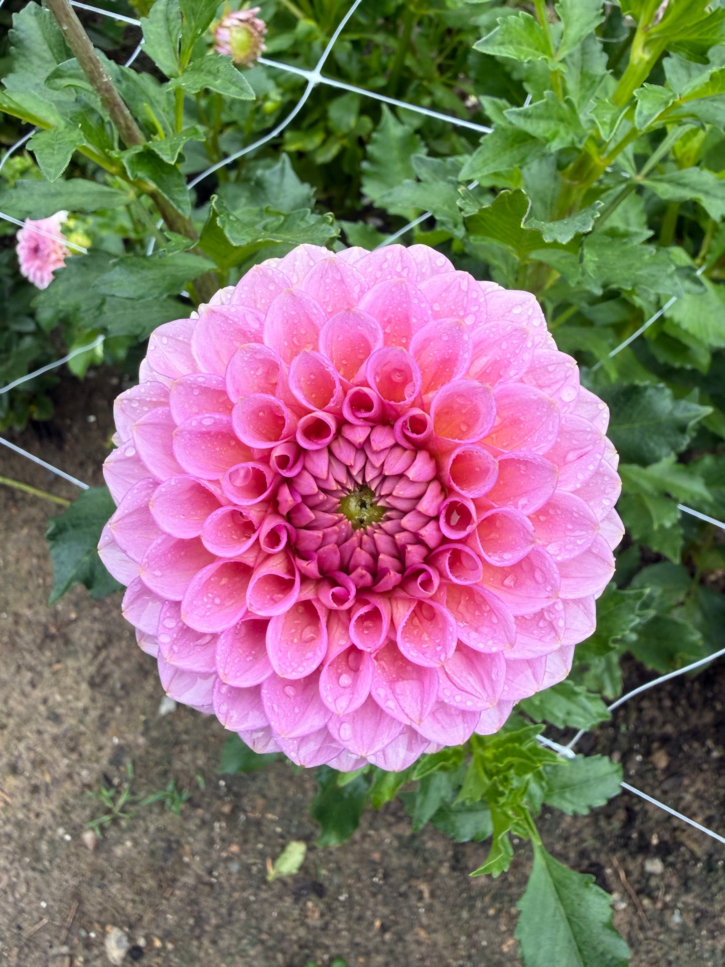20th Avenue Pink Cloud Dahlia Tuber