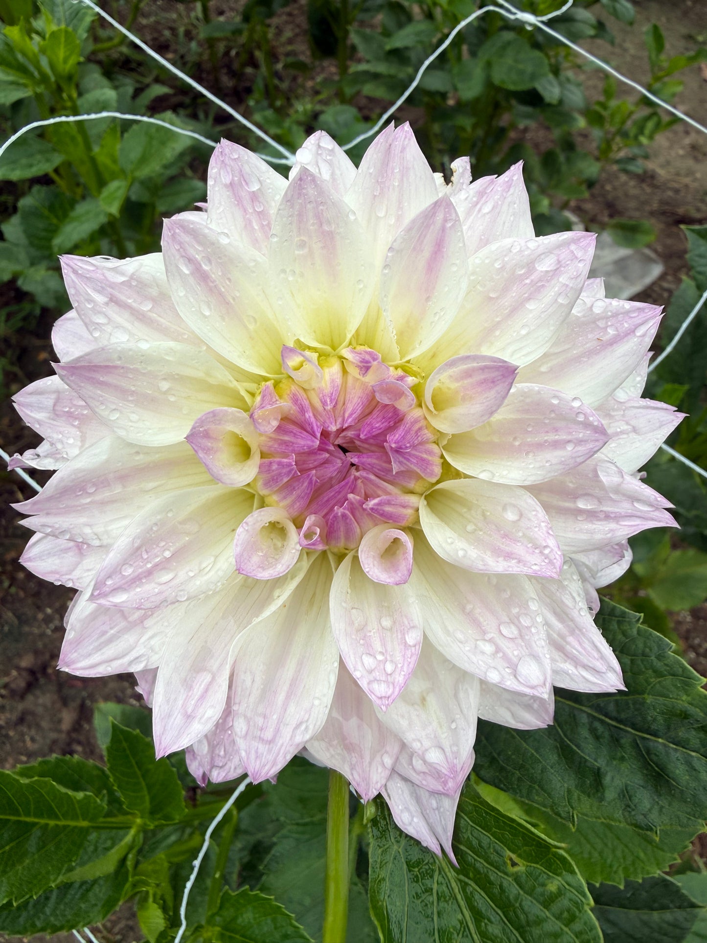 Bloomquist Compare Dahlia Tuber