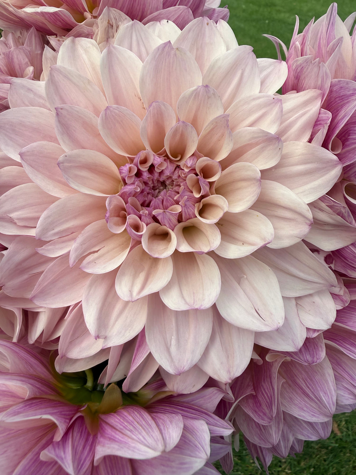 KA's® Penny Lane Dahlia Tuber