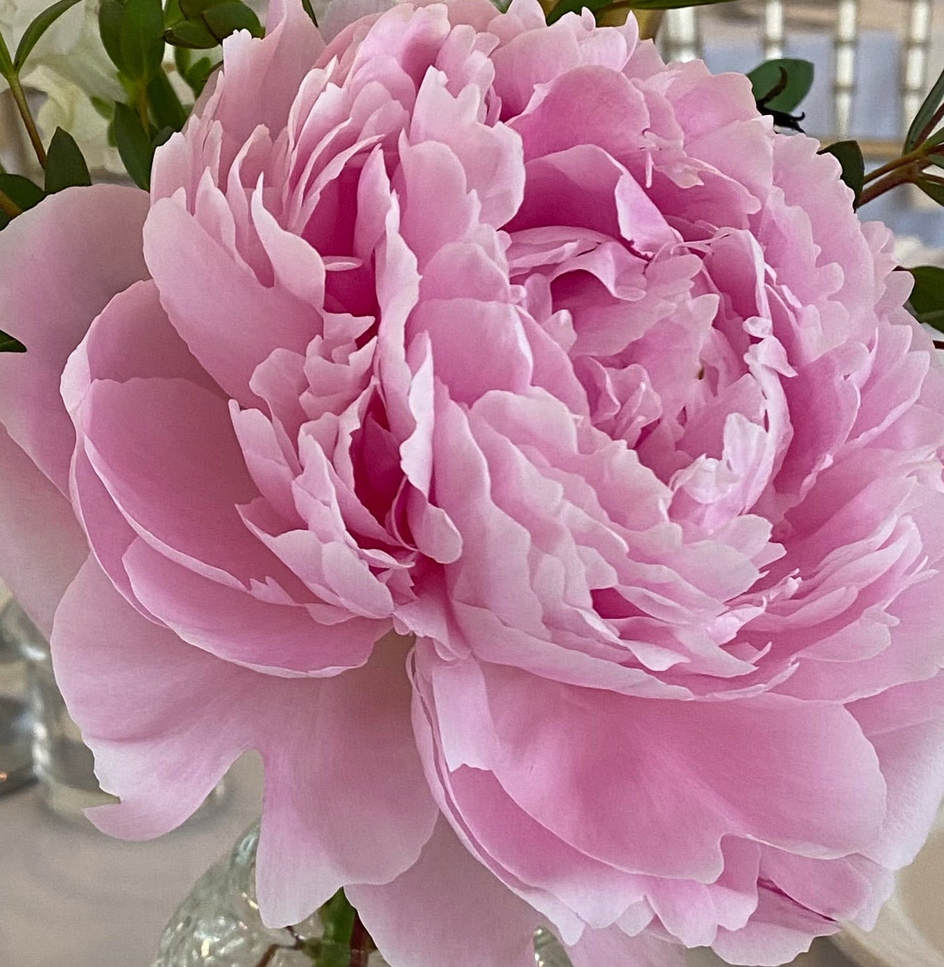 Sara Bernhardt Peony Root