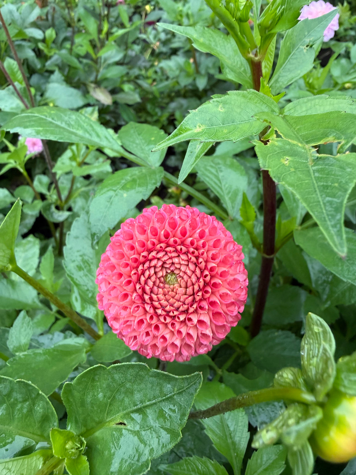 SB KA's Choice Dahlia Tuber