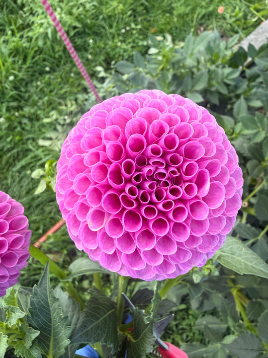 20th Avenue Ingrid Dahlia Tuber