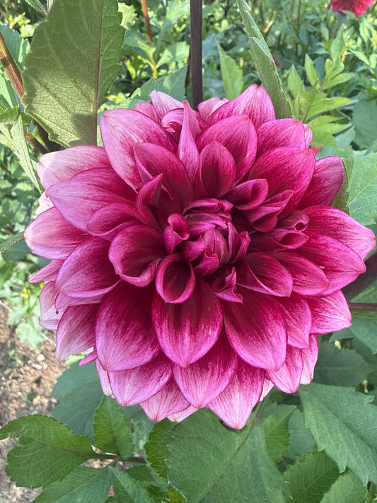 Bloomquist York Dahlia Tuber