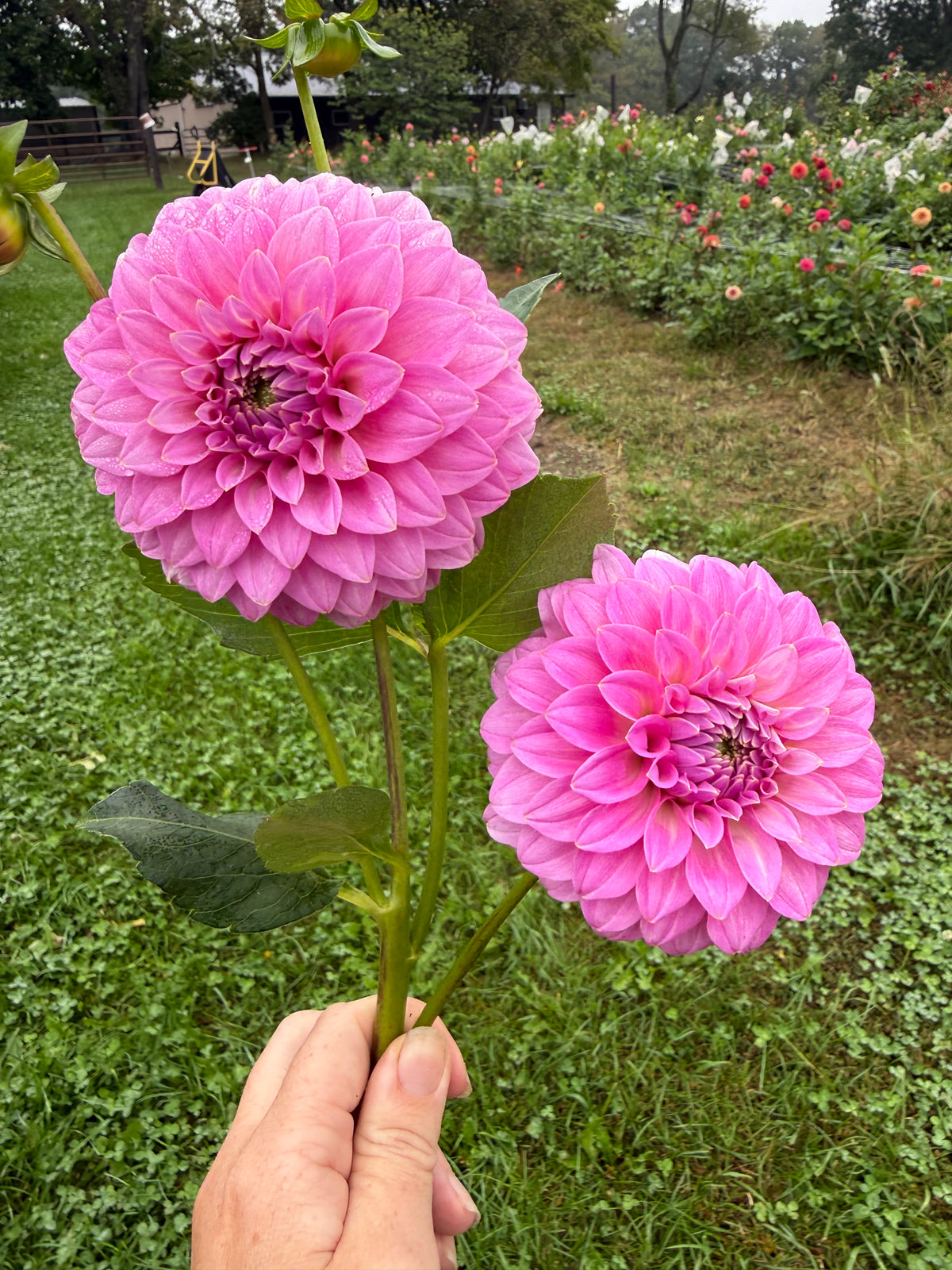 Bracken Sequel Dahlia Tuber