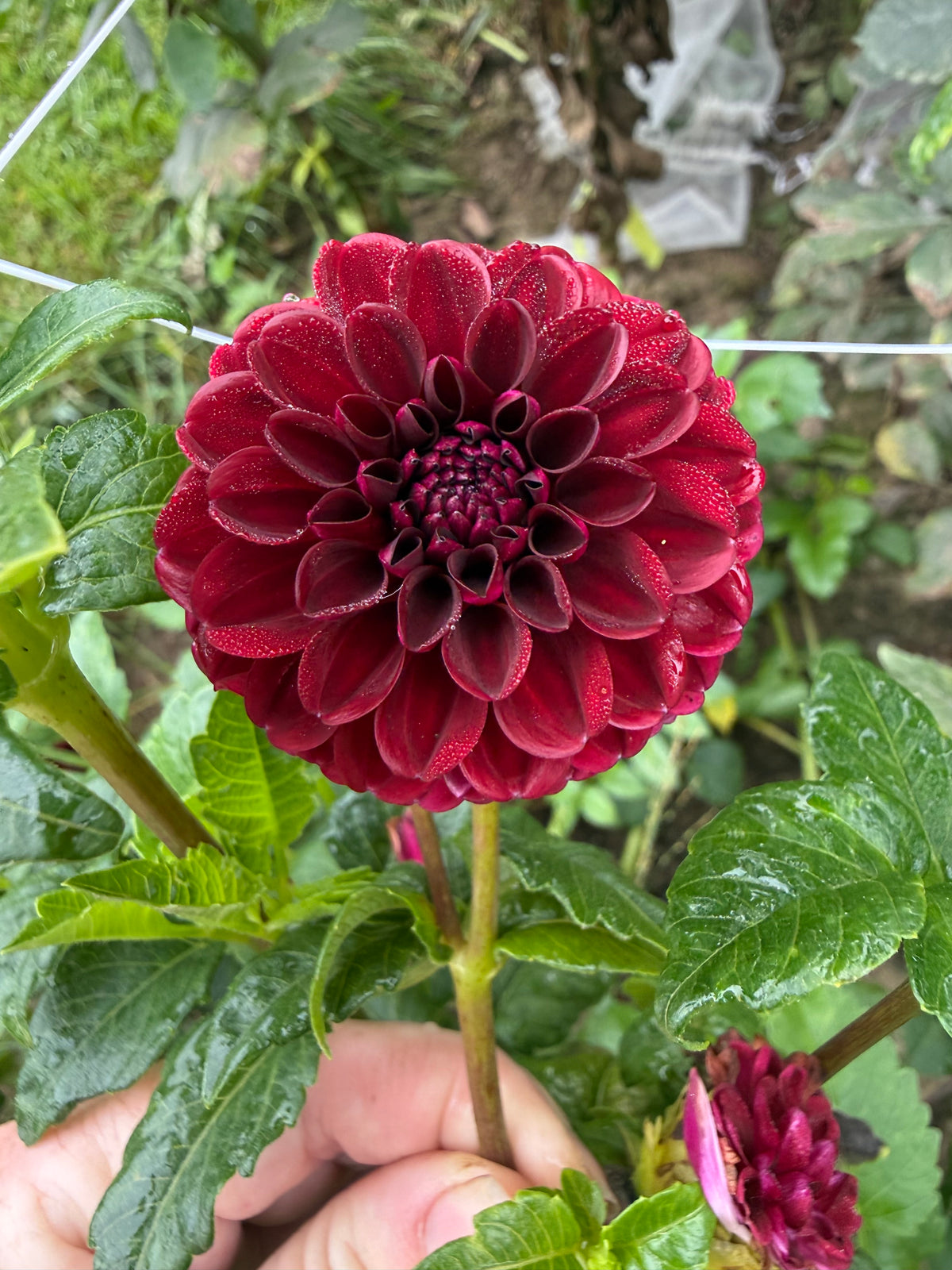 Dark Spirit Dahlia Tuber